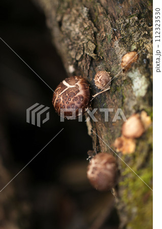 暗い森の中で育つ幼い天然シイタケたち（自然光＋ストロボ、マクロ接写撮影） 112323530