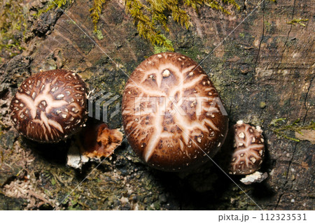 暗い森の中で育つ幼い天然シイタケたち（自然光＋ストロボ、マクロ接写撮影） 112323531