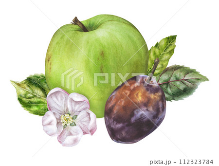 Apple and Plum Watercolor illustration. Hand drawn Fruits with flowers and leaves on isolated background. Botanical clip art painting. Plant drawing for nature print and food packaging design 112323784