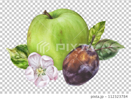 Apple and Plum Watercolor illustration. Hand drawn Fruits with flowers and leaves on isolated background. Botanical clip art painting. Plant drawing for nature print and food packaging design 112323784