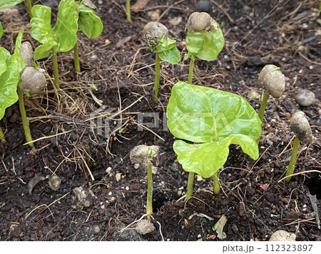 young green coffee growing on the ground 112323897