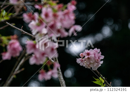 花 フラワー お花 112324191