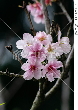 花 フラワー お花 112324193