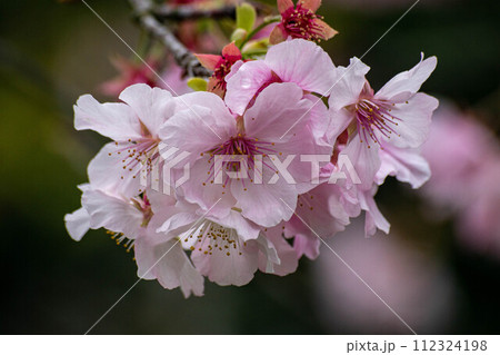 花 フラワー お花 112324198