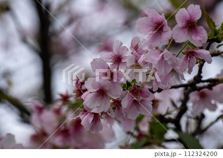 花 フラワー お花 112324200