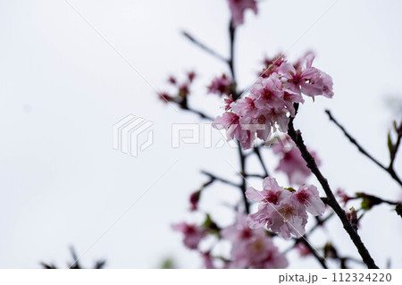 花 フラワー お花 112324220