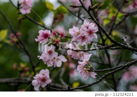 花 フラワー お花 112324221