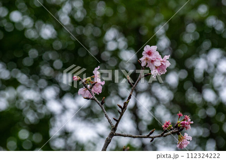 花 フラワー お花 112324222