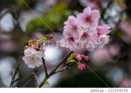 花 フラワー お花 112324239