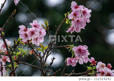 花 フラワー お花 112324242
