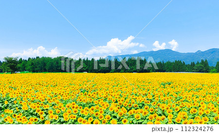 津南ひまわり広場 112324276