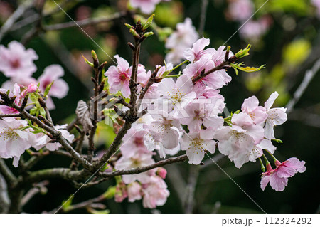 花 フラワー お花 112324292