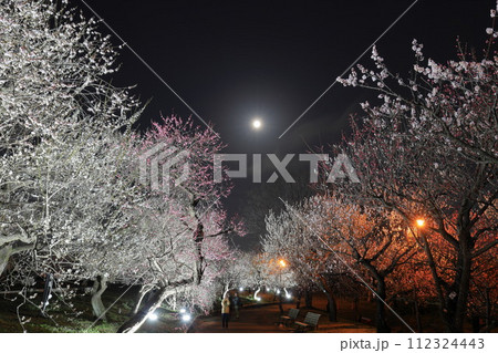 府中郷土の森博物館の梅林 ライトアップ 112324443