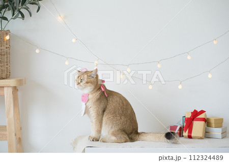international cat day concept with gold british cat play happy and fun with birthday party decoration 112324489