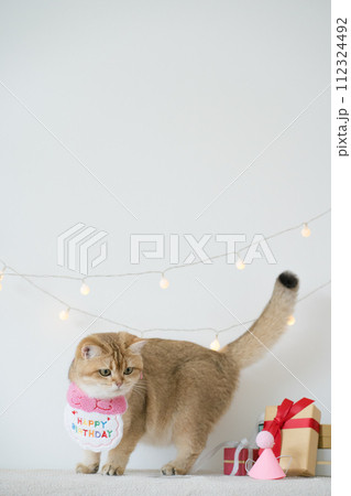 international cat day concept with gold british cat eat food on table with birthday party decoration background international cat day concept with gold british cat eat food on table with birthday party decoration background 112324492