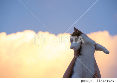 summer and new year travel concept with woman play and holding scottish cat with twilight sky background summer and new year travel concept with woman play and holding scottish cat with twilight sky background 112324523
