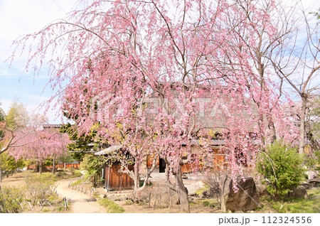 春の旧樋口家住宅の日本庭園 112324556