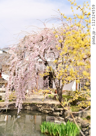 春の旧樋口家住宅の日本庭園 春の旧樋口家住宅の日本庭園 112324559