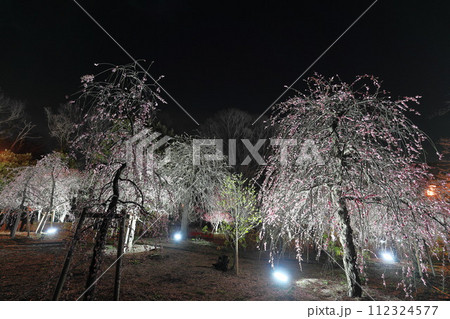 府中郷土の森博物館の梅林 ライトアップ 府中郷土の森博物館の梅林 ライトアップ 112324577