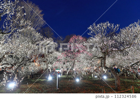 府中郷土の森博物館の梅林 ライトアップ 112324586