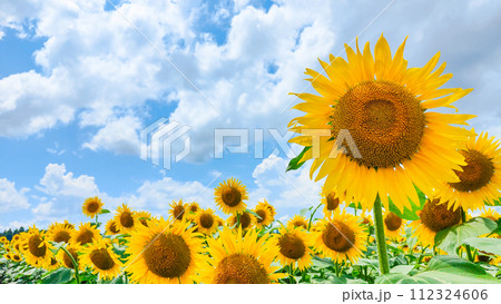 ひまわり（津南ひまわり広場） 112324606