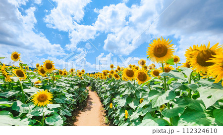 ひまわり（津南ひまわり広場） 112324610