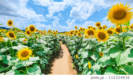 ひまわり（津南ひまわり広場） 112324616