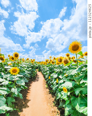 ひまわり（津南ひまわり広場） 112324625