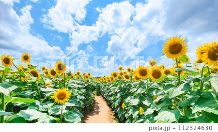 ひまわり（津南ひまわり広場） 112324630