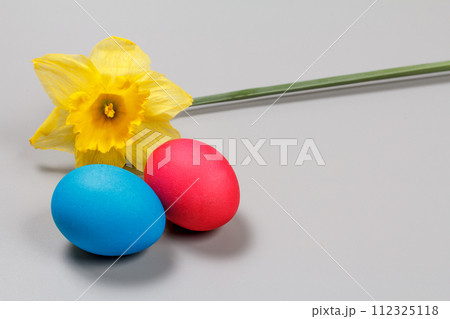 Colored Easter eggs and daffodil flower on the gray background. 112325118