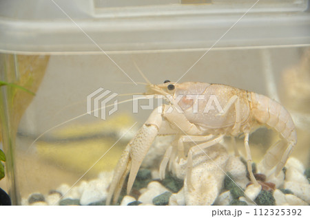 水槽の中の白いアメリカンザリガニ・突然変異 112325392