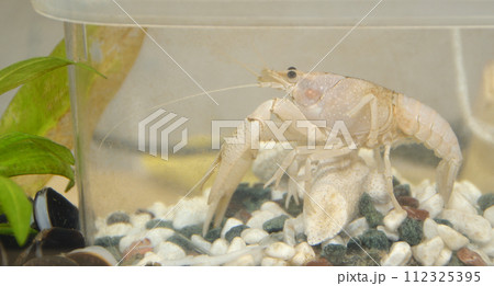 水槽の中の白いアメリカンザリガニ・突然変異 水槽の中の白いアメリカンザリガニ・突然変異 112325395
