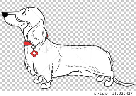 long-haired dachshund with a red collar long-haired dachshund with a red collar 112325427