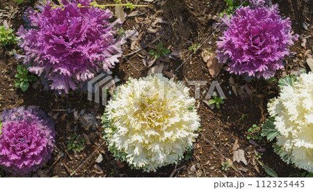 葉牡丹・ハボタン 葉牡丹・ハボタン 112325445