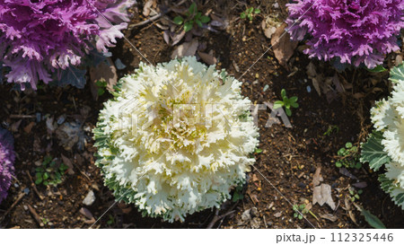 葉牡丹・ハボタン 葉牡丹・ハボタン 112325446