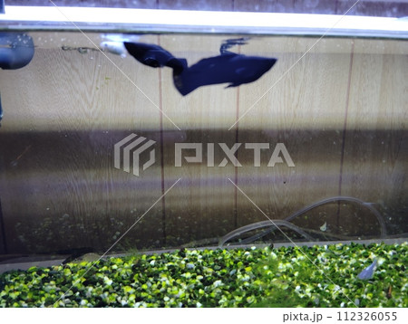 水槽で泳ぐブラックモーリー 112326055