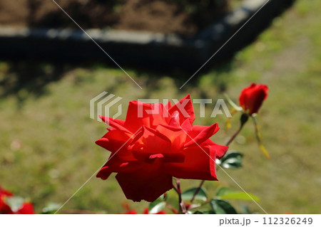荒尾市　おもやい市民花壇　バラの花、 112326249