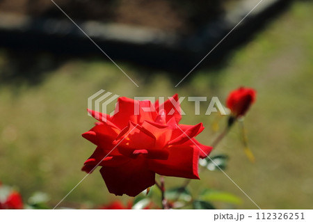 荒尾市　おもやい市民花壇　バラの花、 112326251