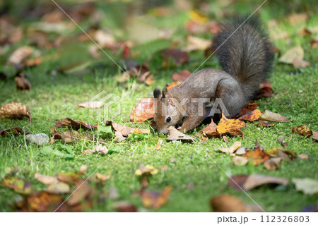 落ち葉の上で遊ぶエゾリス 112326803