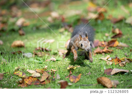 落ち葉の上で遊ぶエゾリス 112326805