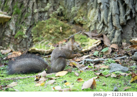 落ち葉の上で遊ぶエゾリス 112326811