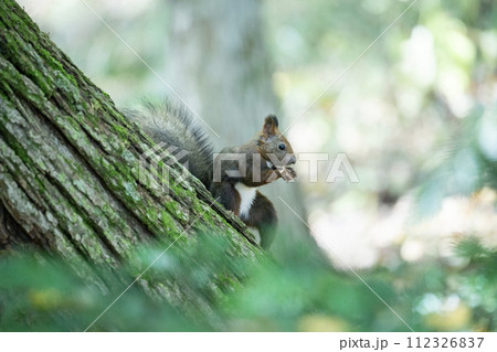 落ち葉の上で遊ぶエゾリス 112326837