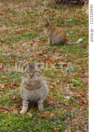 毛呂山町の里山に暮らす二匹の野良猫の光景 112326940
