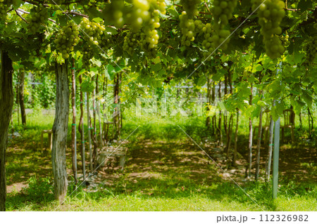 rows of grapes in the vineyard 112326982