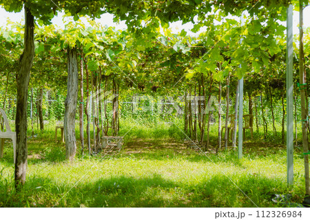 vineyard in the spring vineyard in the spring 112326984