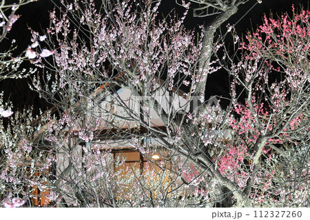 府中郷土の森博物館 梅ライトアップ 府中郷土の森博物館 梅ライトアップ 112327260