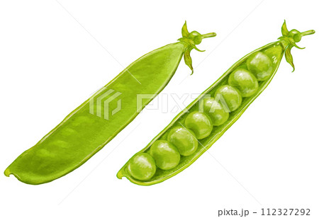 リアルなさやえんどうとスナップえんどう(えんどう豆) 112327292