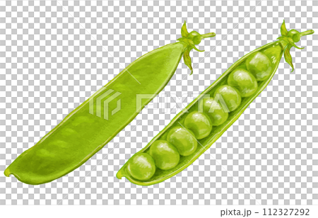 現實的荷蘭豆和豌豆(豌豆) 現實的荷蘭豆和豌豆(豌豆) 112327292