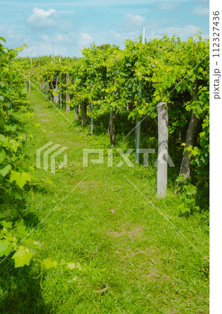 vineyard in spring 112327436