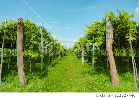 bunch of grapes on a vineyard bunch of grapes on a vineyard 112327440